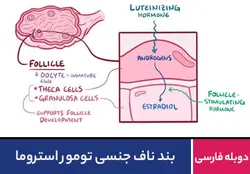 بند ناف جنسی تومور استروما
