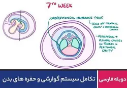 تکامل سیستم گوارشی و حفره های بدن