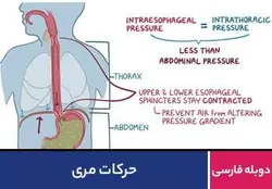 حرکات مری