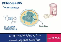 سنتز دیواره های سلولی مهارکننده های پنی سیلین