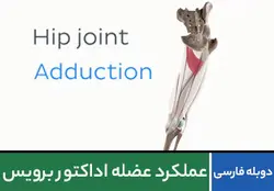 عملکرد عضله ی اداکتور برویس