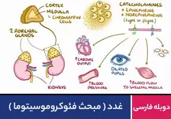 غدد - مبحث فئوکروموسیتوما | پزشک آموز