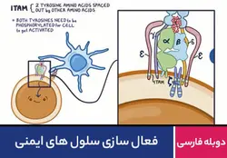 فعال سازی سلول های ایمنی