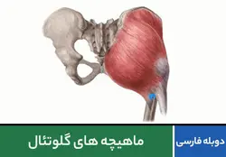 ماهیچه های گلوتئال