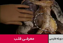 معرفی قلب