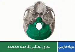 نمای تحتانی قاعده جمجمه | پزشک آموز سال 1400