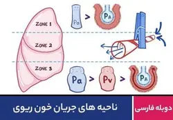 ناحیه های جریان خون ریوی