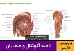 آموزش ناحیه گلوتئال و خلف ران