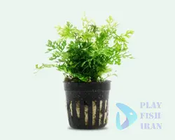گیاه اکواریومی (بولبتیس) Dwarf-Bolbitis