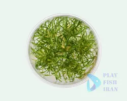 گیاه اکواریومی (کریپتون-پاروا) Crypt-Parva