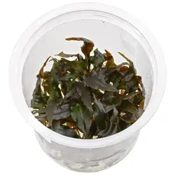 گیاه اکواریومی (کریپتون-وندتی-قهوه ای )Cryptocoryne- brown-wendtii