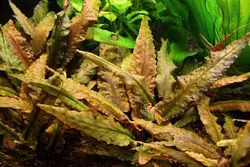 گیاه اکواریومی (کریپتون-وندتی-قهوه ای )Cryptocoryne- brown-wendtii