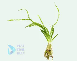 گیاه اکواریومی Crinum-Calamistratum