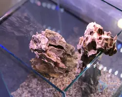 سنگ اکواریوم-(دراگون)dragon-stone