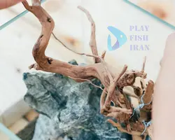 چوب اکواریوم-(ابنوس)