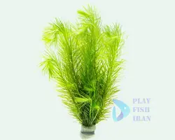 گیاه اکواریومی eriocaulon-erio-setaceum