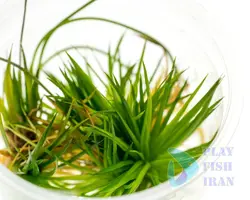 گیاه اکواریومی Eriocaulon-Polaris-Cinereum