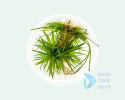 گیاه اکواریومی Eriocaulon-Polaris-Cinereum