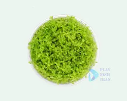 گیاه اکواریومی-( چمن مونت کارلو)Micranthemum-Monte-Carlo