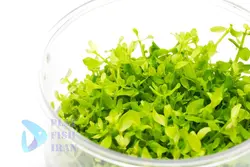 گیاه اکواریومی-( چمن مونت کارلو)Micranthemum-Monte-Carlo