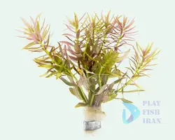 گیاه اکواریومی-( لیمنوفیلا-آروماتیکا) LIMNOPHILA-AROMATICA
