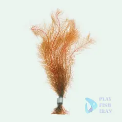 گیاه اکواریومی-( میرفلیوم توبرسالاتوم)MYRIOPHYLLUM-TUBERCULATUM