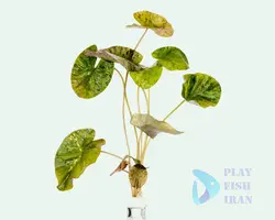 گیاه اکواریومی-( نیلوفر تایگر)tiger lotus