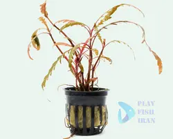 گیاه اکواریومی-( هیگروفیلا-پیناتیفیدا) Hygrophila-pinnatifida