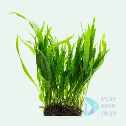 گیاه اکواریومی-(جاوا نرولیف) Java-Fern-Narrow