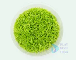 گیاه اکواریومی-(چمن یو جی)Utricularia-Graminifolia