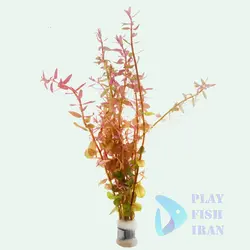 گیاه اکواریومی-(روتالا روتندیفولیا )Rotala-Rotundifolia-Red
