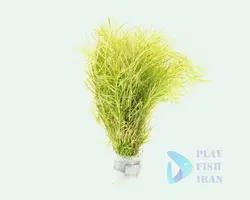 گیاه اکواریومی-(روتالا نانجنشان)Rotala-Nanjenshan