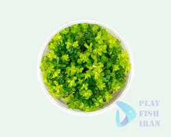 گیاه اکواریومی-(روتلا بونسای)Rotala-Bonsai