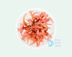 گیاه اکواریومی-(کریپتوکرین البیدا قرمز)CRYPTOCORYNE-ALBIDA-RED