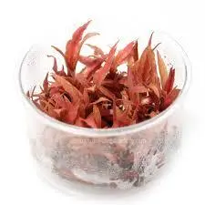 گیاه اکواریومی-(کریپتوکرین البیدا قرمز)CRYPTOCORYNE-ALBIDA-RED