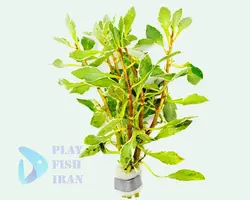 گیاه اکواریومی-(لودویجیا اینکلیناتا وایت ادج)Ludiwgia-White