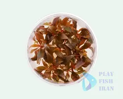 گیاه اکواریومی(الترناندرا-رینسکی-مینی)Alternanthera-Reineckii-Mini
