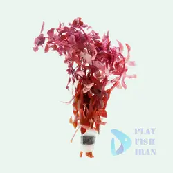 گیاه اکواریومی(امانیا-گراسیلیس)Ammania-Sengalensis