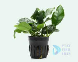 گیاه اکواریومی(انابیاس نانا)Anubias-Nana