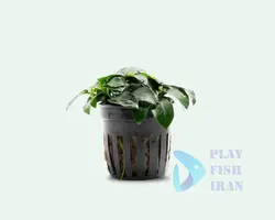 گیاه اکواریومی(انابیاس نانا)Anubias-Nana