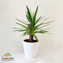 یوکا و روش نگهداری از این گیاه در خانه