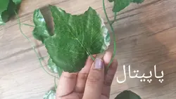 ریسه برگ درشت کد 759