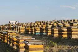 عسل گون سبلان باموم(یک کیلوگرم)