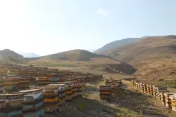 عسل گون سبلان باموم(یک کیلوگرم)