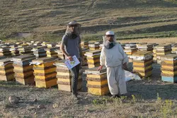 عسل گون سبلان باموم(یک کیلوگرم)