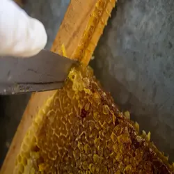 عسل آویشن سبلان با موم(یک کیلوگرم)