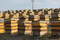 عسل گون سبلان بدوم موم(یک کیلوگرم)