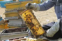 عسل گون سبلان بدوم موم(یک کیلوگرم)