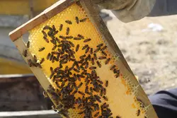 عسل گون سبلان باموم و شهد(یک کیلوگرم)