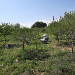 عسل آویشن سبلان بدون موم(یک کیلوگرم)